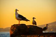 Gulls at dusk